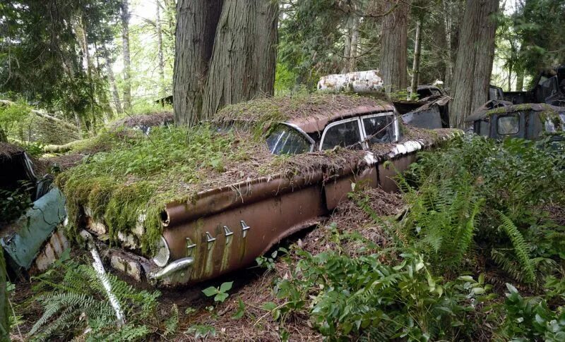 Болотистая машина. Кладбище автомобилей в Бельгии. Брошенные машины в лесу. Заброшенная машина в болоте. Заброшенные авто в лесу.