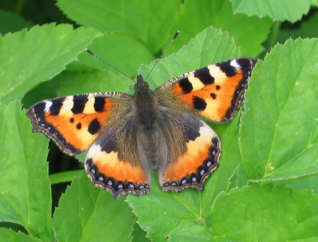 Приспособленность крапивницы. Aglais urticae (Linnaeus, 1758). Бабочка крапивница гнездо. Бабочка крапивница систематика. Бабочки крапивницы на фруктах.