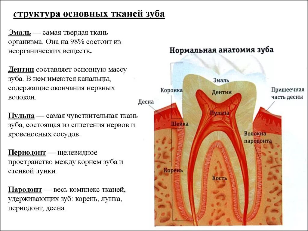 Строение и функции твердых тканей зуба пульпы и периодонта. Строение зуба анатомия части и ткани. Гистологическое строение твердых тканей зуба. Строение твердых тканей зуба гистология. Видимая часть зуба