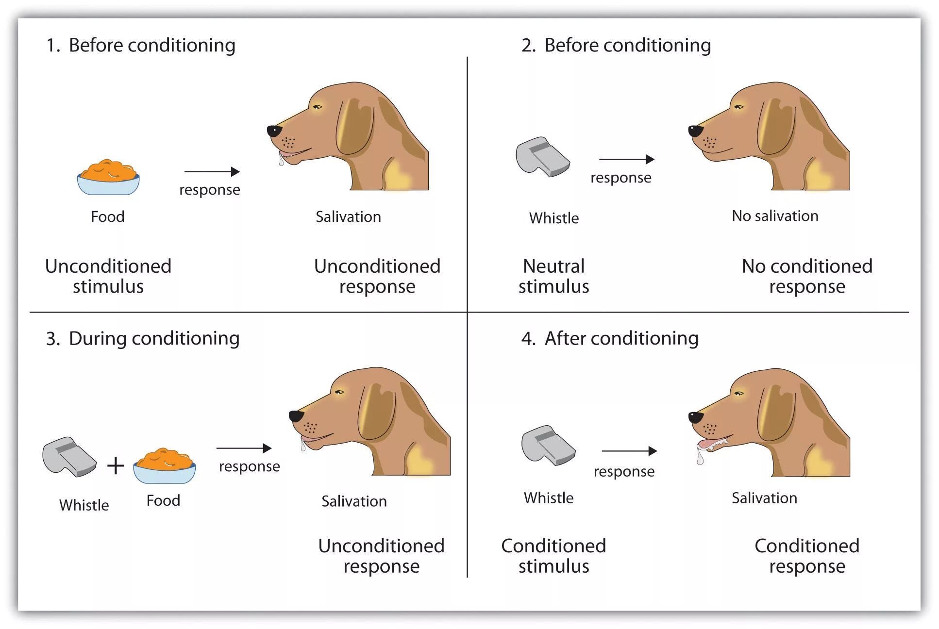 Classical conditioning