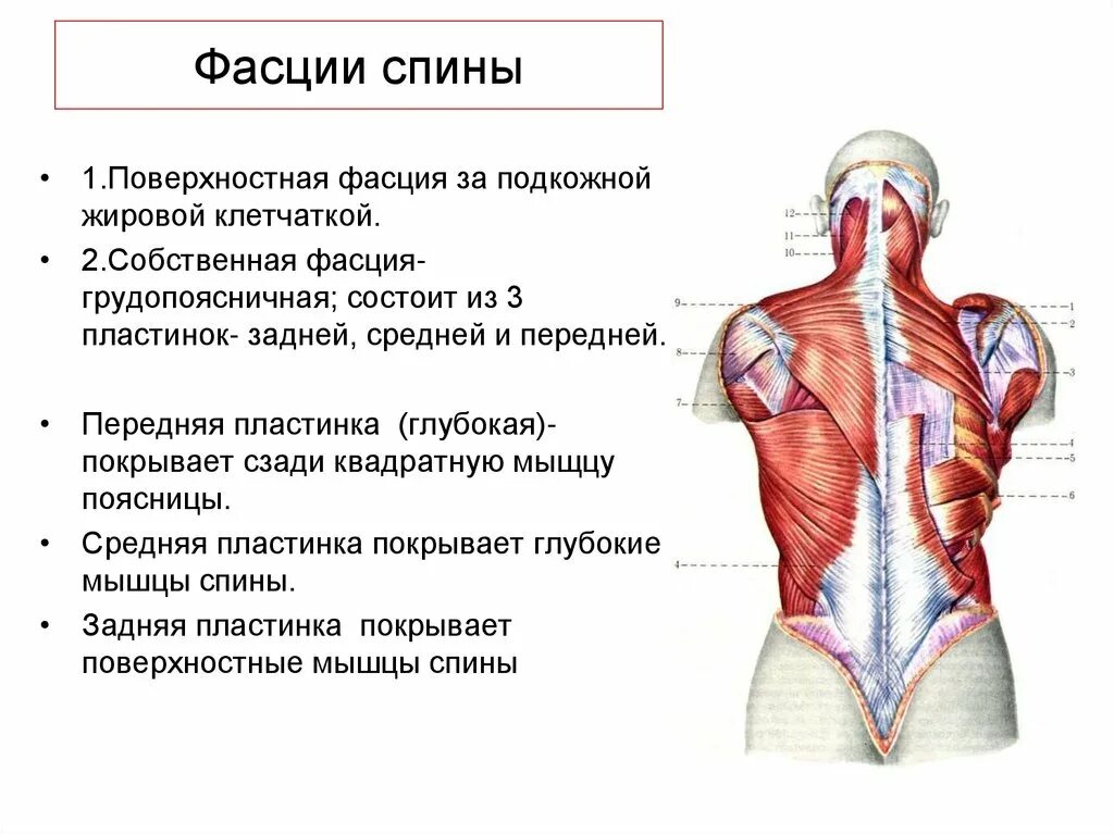 Пояснично-грудная фасция анатомия. Грудино поясничная фасция. Поверхностные мышцы и фасции спины.