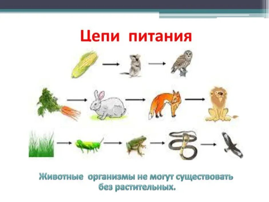 Пищевые Цепочки 5 класс биология 3 Цепочки. 2-3 Пищевых цепочек. Схема цепей питания организмов. Цепь питания животных 3 класс окружающий мир схема.