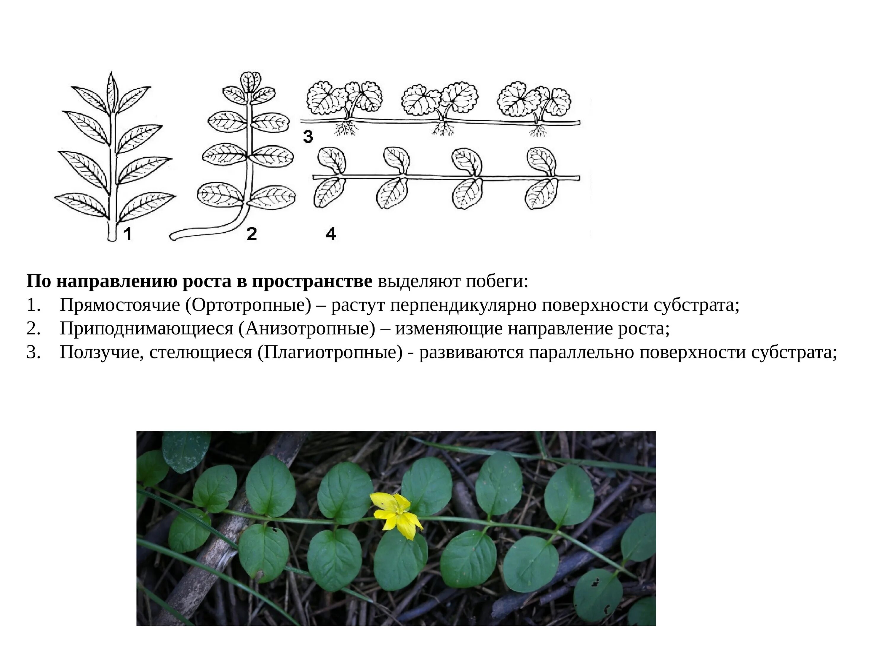 ботаника