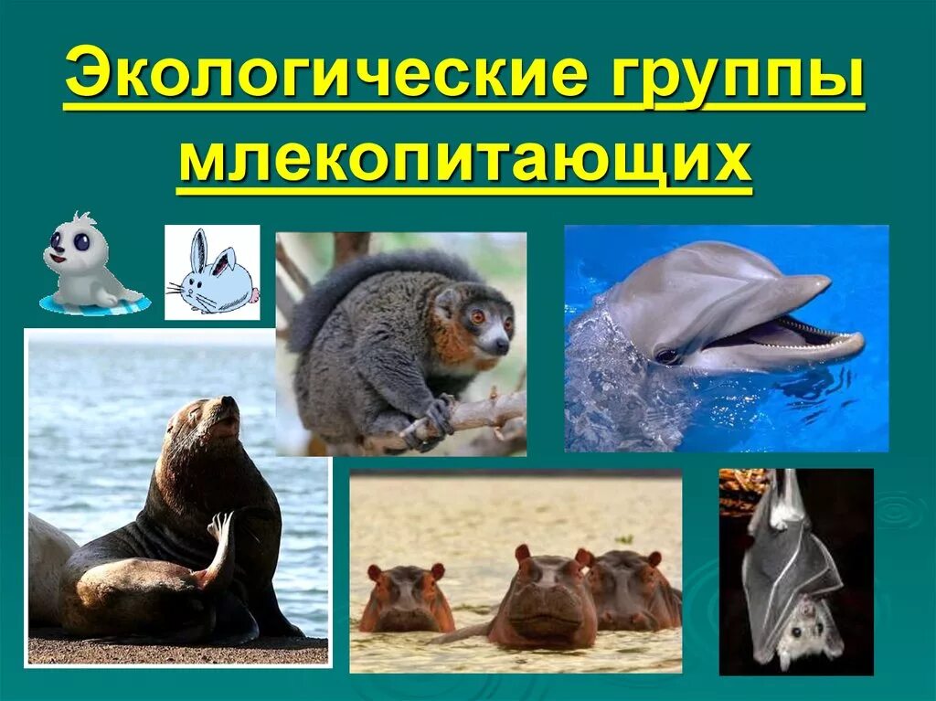 Какие экологические группы существуют