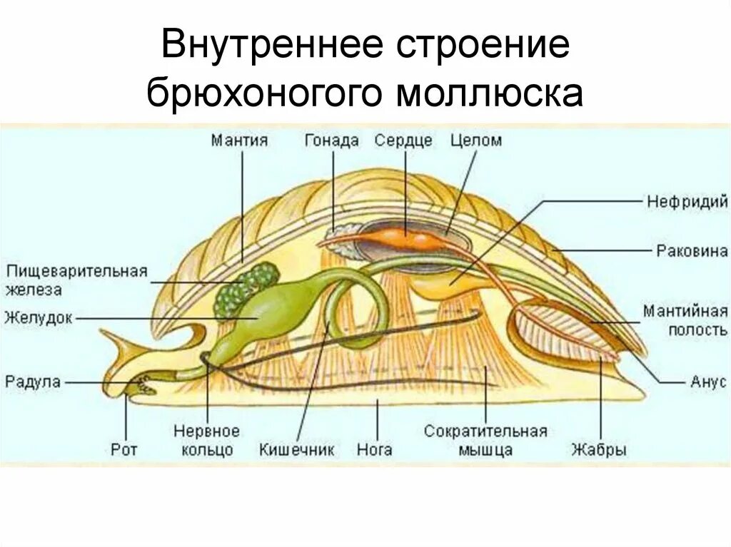 Моллюски общее строение. Внутреннее строение брюхоногих моллюсков. Внутреннее строение брюхоногого моллюска. Строение ракушки брюхоногих. Строение брюхоногого моллюска рисунок.