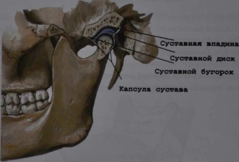 Сустав суставного бугорка. Суставной бугорок внчс. внчс анатомия суставной бугорок. суставной диск височно-нижнечелюстного сустава. височно нижний челюстной сустав анатомия.