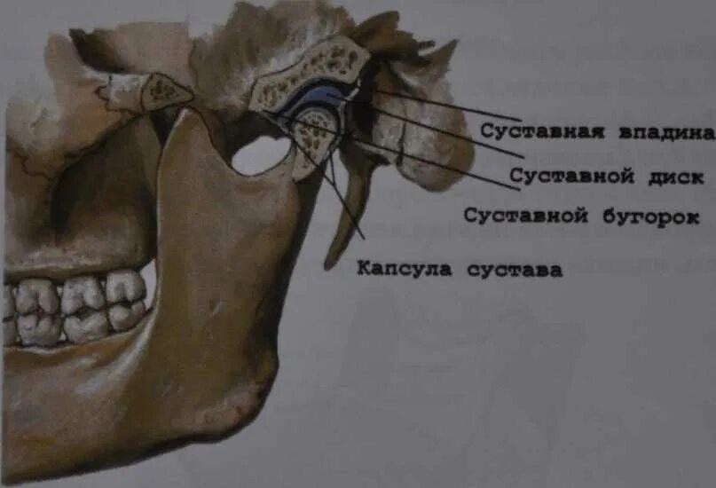 ВНЧС анатомия суставной бугорок. Задний Скат суставного бугорка ВНЧС. Мыщелковый отросток ВНЧС. Суставной диск височно-нижнечелюстного сустава.