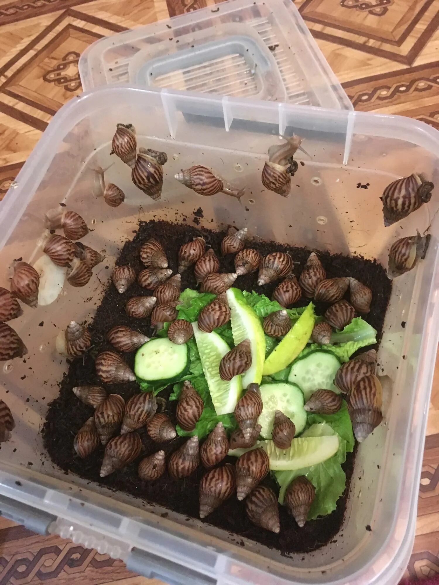 Домик для улитки. Домик для ахатины. контейнер для улиток ахатин. домик для домашних улиток. домик для ахатинов.