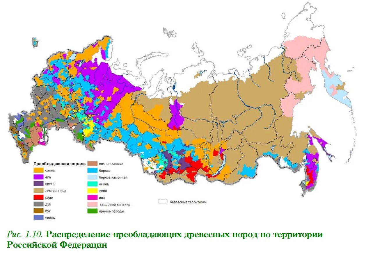 Преобладающие породы. Преобладающие породы леса. Преобладающая порода. Преобладающие породы древесины в России.