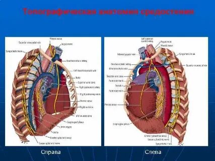 Анатомия средостения