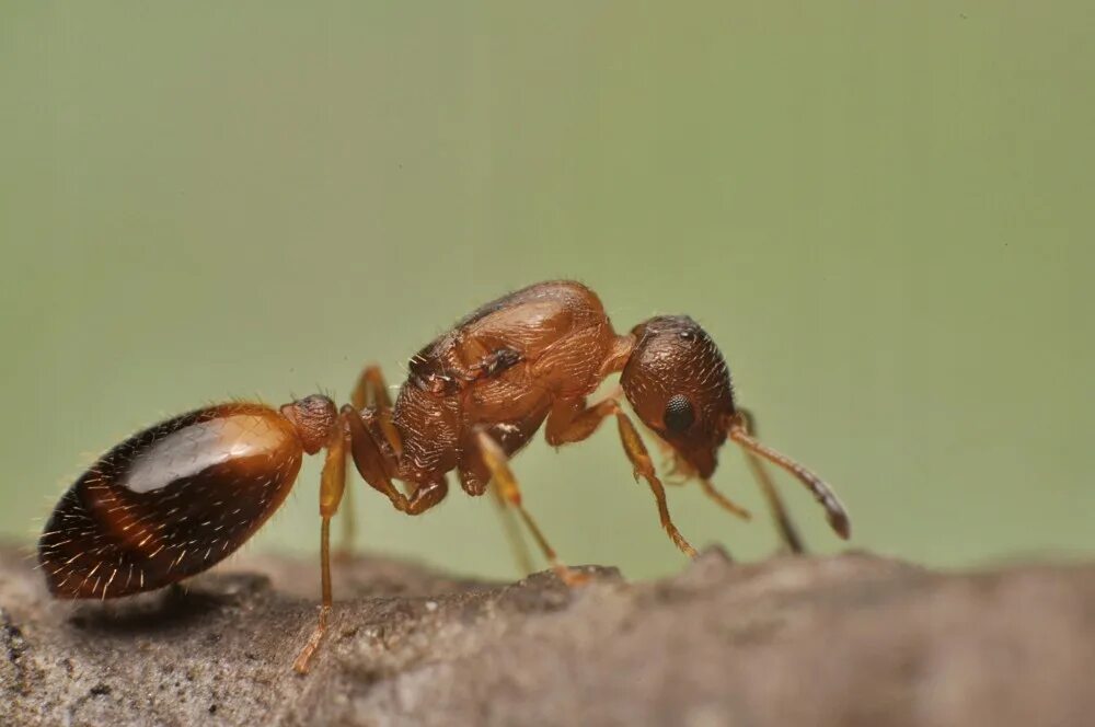 Заболевшие муравьи. Муравьи Temnothorax unifasciatus. Temnothorax муравьи. Temnothorax unifasciatus матка. Муравьи темноторакс унифасциатус.