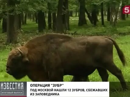 Нашли зубров