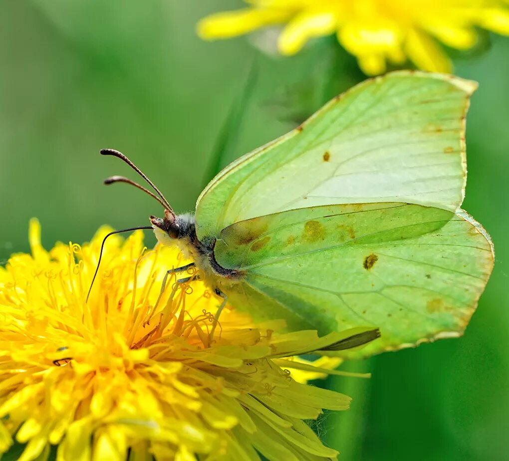 Бабочка лимонница сидит на бруснике. Gonepteryx rhamni лимонница. Бабочка лимонница крушинница. Бабочка лимонница на клевере. Бабочка лимонница самец.