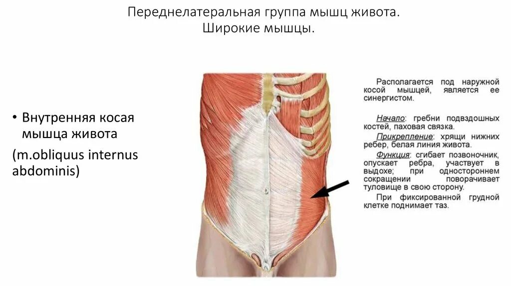 Области на поверхности живота. Переднелатеральная мышца живота. Переднелатеральная группа мышц живота. Наружная косая мышца живота. Внутренняя косая мышца живота.