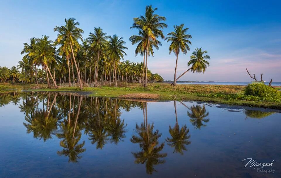 Шри ланка река. Шри Ланка пальмы. Пейзажи Шри Ланки. Озеро с пальмами. Пальмы Шри Ланки.