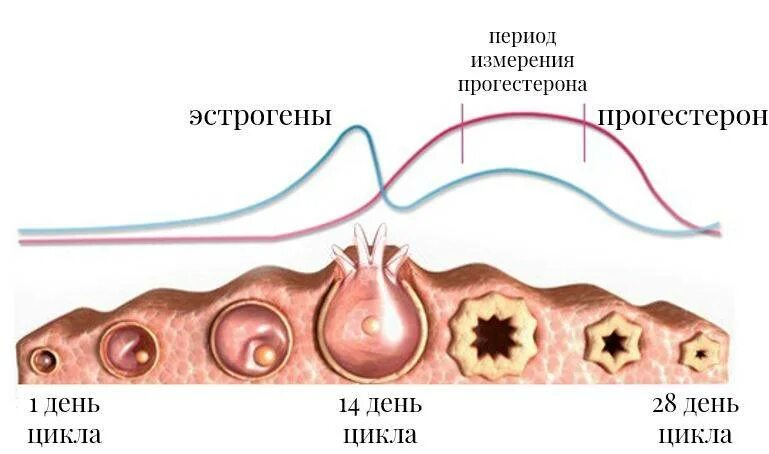 Организм после овуляции. Эстроген и прогестерон. Эффекты эстрогена и прогестерона. Овуляция гормоны. Прогестерон влияние на организм.