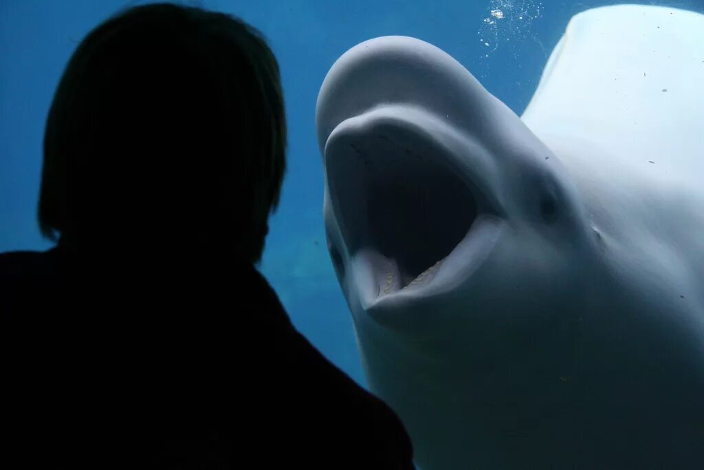 Дельфин издает звуки. Кит Белуха. Белуха и синий кит. Дельфин Белуха. Белуха кит с человеком.