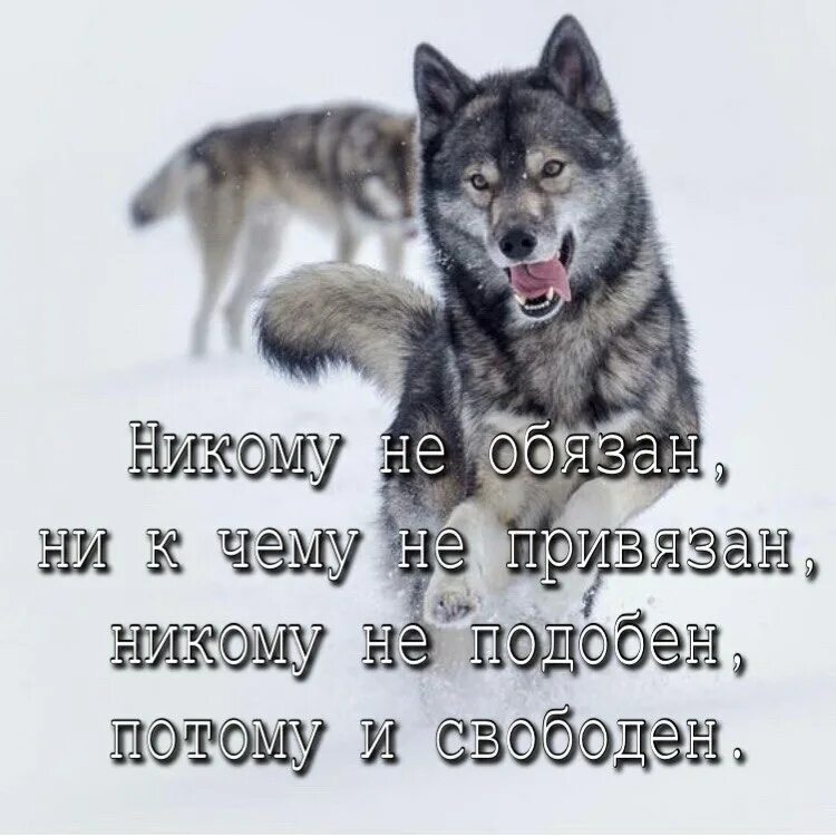 Занят и свободен статус. Никому не обязана ни к чему не привязана. Никому не обязан. Никому не обязан ни к чему. Никому не обязан не к чему не привязан.