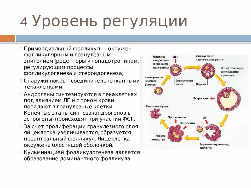 Регуляция гормонами овариально менструального цикла. Уровни нейроэндокринной регуляции менструационного цикла. Уровни регуляции менструационного цикла схема. Регуляция маточного цикла.