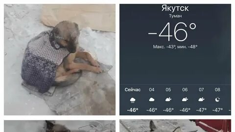 Якутия 80 замерзли животные