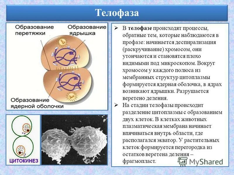 Спирализация хромосом происходит в ответ. Деспирализация хромосом происходит в. Образование веретена деления происходит в. Телофаза процессы. Телофаза деспирализация.