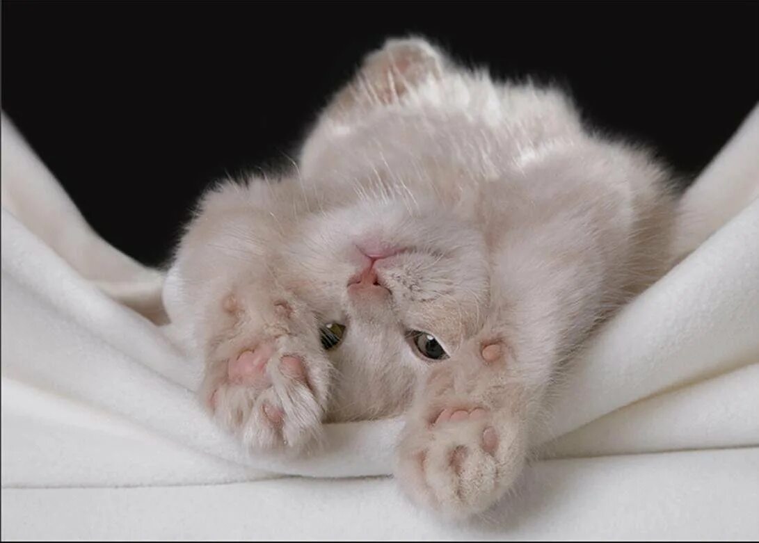 Котенок я тебя люл. Любимый котик. Спи котёнок сладко. Спокойной ночи котик мой. Мой сладкий котенок.