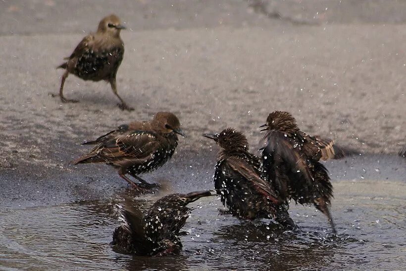 птицы в луже. купала птички. воробьи купаются в луже. лужа с отражением птиц. скворцы в луже.