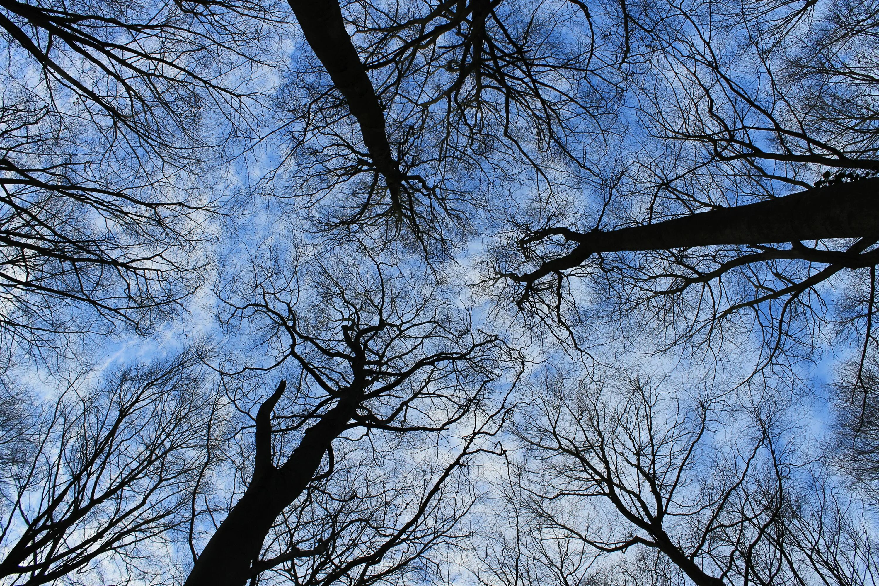 Птицы кроны деревьев. Макушки деревьев. Верхушки деревьев. Кроны деревьев. Небо и деревья.