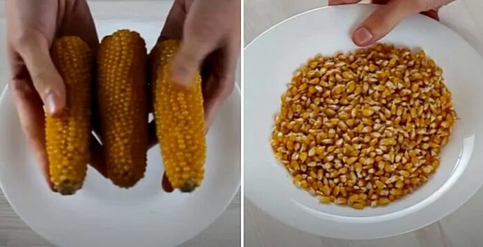 Как делают попкорн из кукурузы. Попкорн из кукурузы. зерна попкорна на сковороде. кукуруза для домашнего попкорна. кукуруза для приготовления сладкого попкорна.