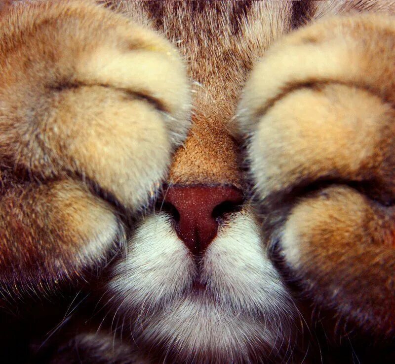 Закрыть кота