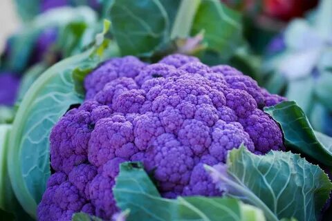 Капуста фиолетовая сорта