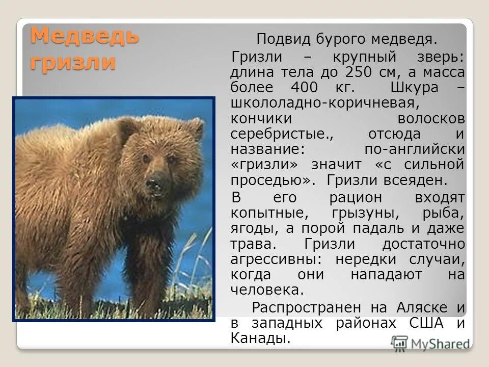 сообщение о буром медведе гризли. бурый медведь на английском языке. описание бурого медведя на английском. рассказ про медведя по английскому. бурый медведь на английском языке.