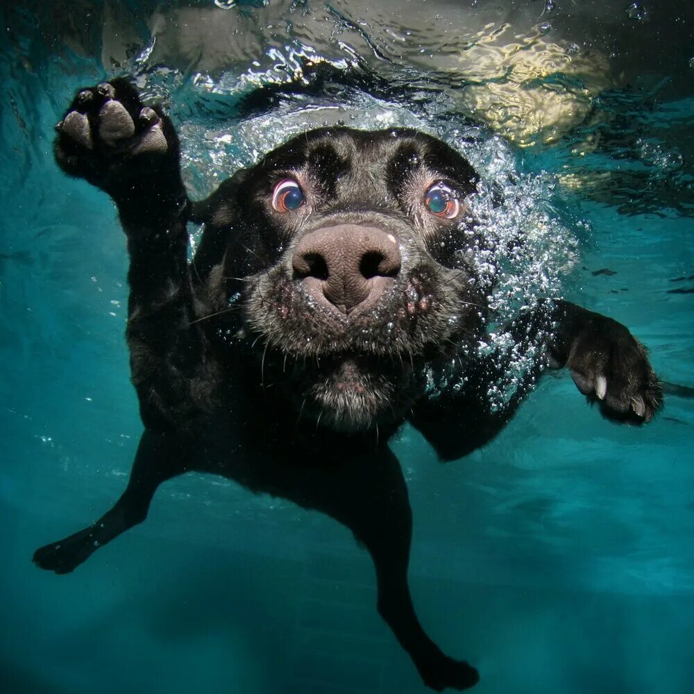 Should You Let Your Dog Swim Underwater - YouTube