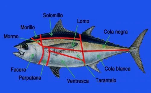 Строение тунца внутреннее. Строение тунца внешнее. Строение тунца. Строение тунца внутреннее. Внешнее строение тунца.