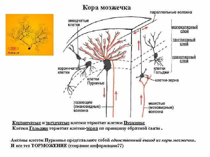 Клетки коры. Волокна коры. Слои и клетки коры мозжечка. Лубяные волокна коры липы. Схема строения коры мозжечка.