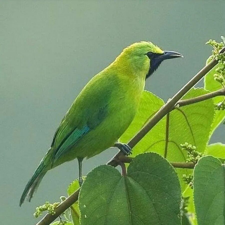 Черно зеленая птичка. Бирюзовая танагра-медосос. Зелёная танагра медосос. Птица с зеленым оперением. Птица с зеленой спинкой.
