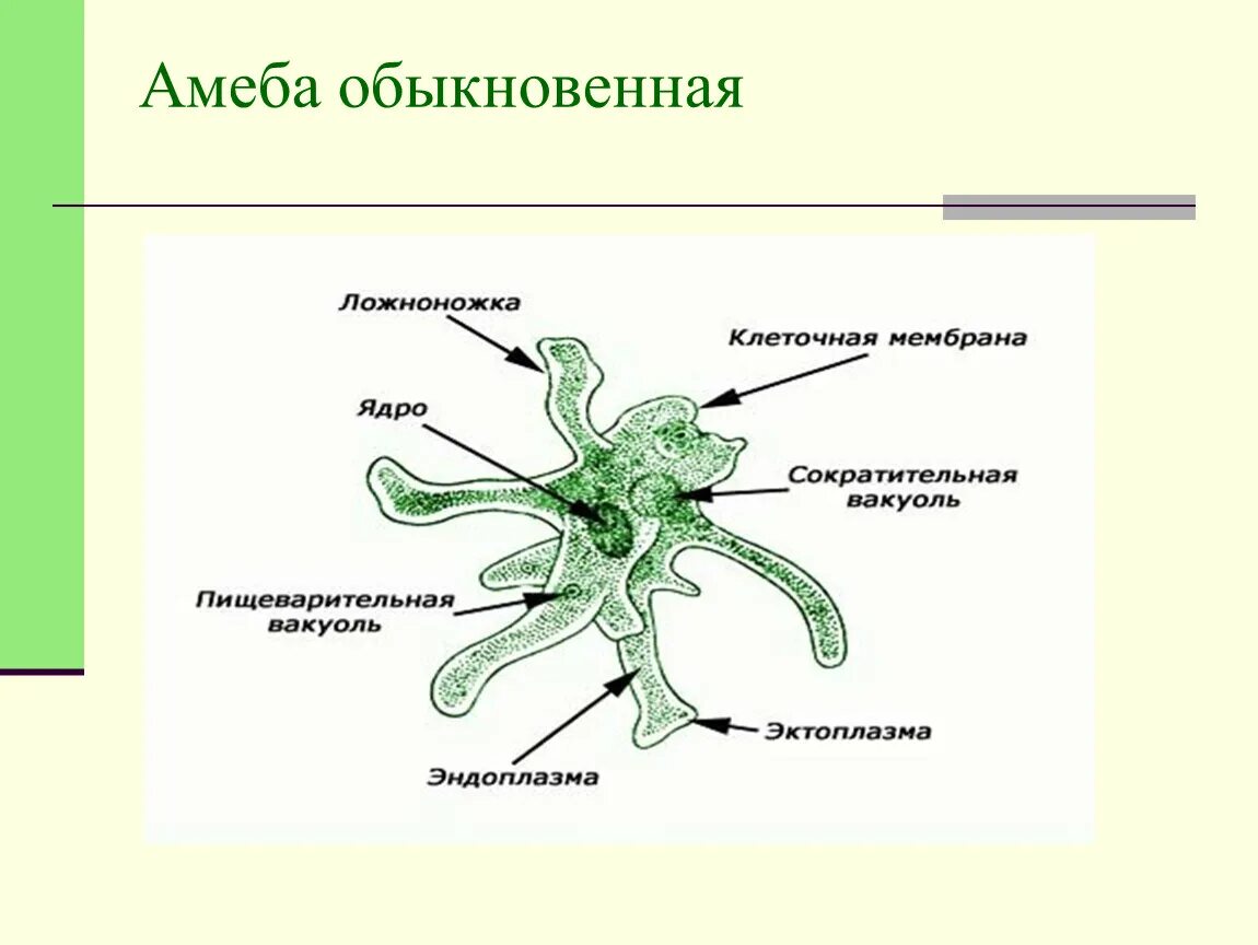 Строение амебы 7 класс биология. Схема строения амебы. Клетка амеба обыкновенная. Амеба структура строение. Амеба систематика