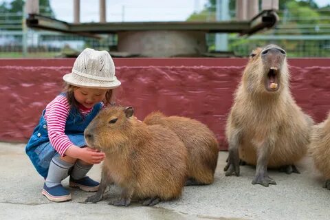 Самое крупное домашнее животное