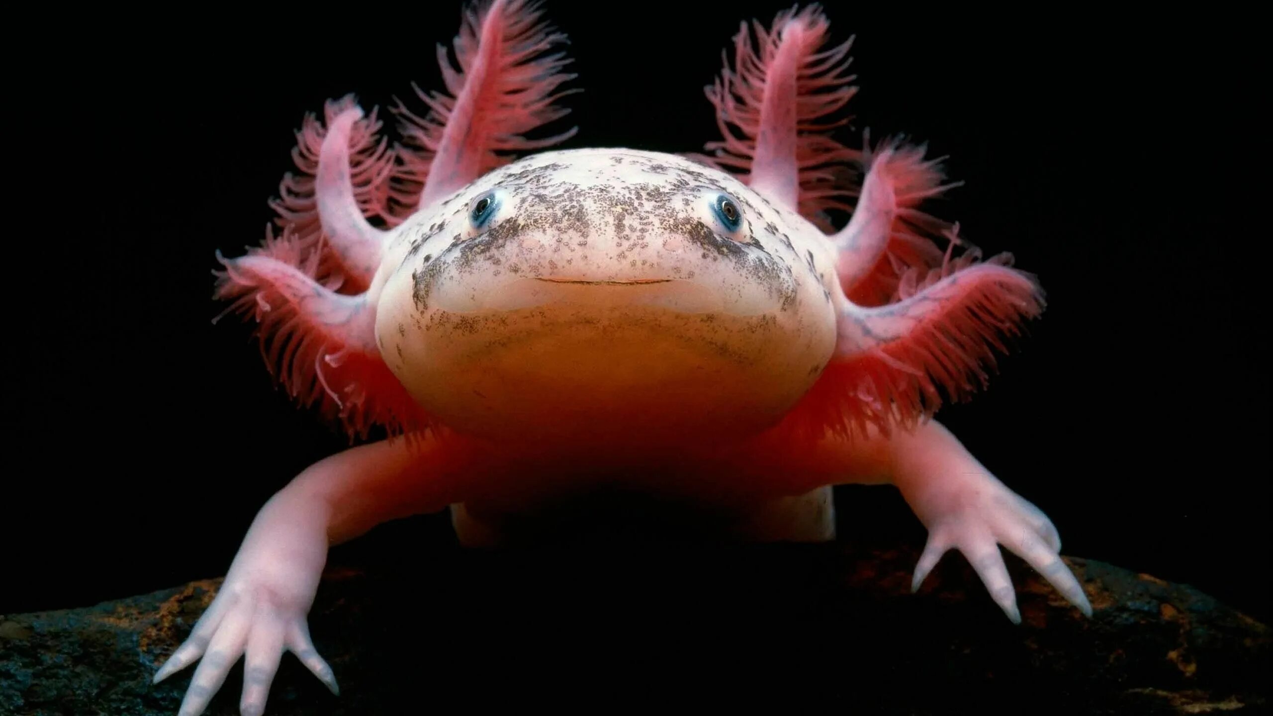 Hammerhead Salamander - Google Search Weird animals, Axolotl, Endangered animals