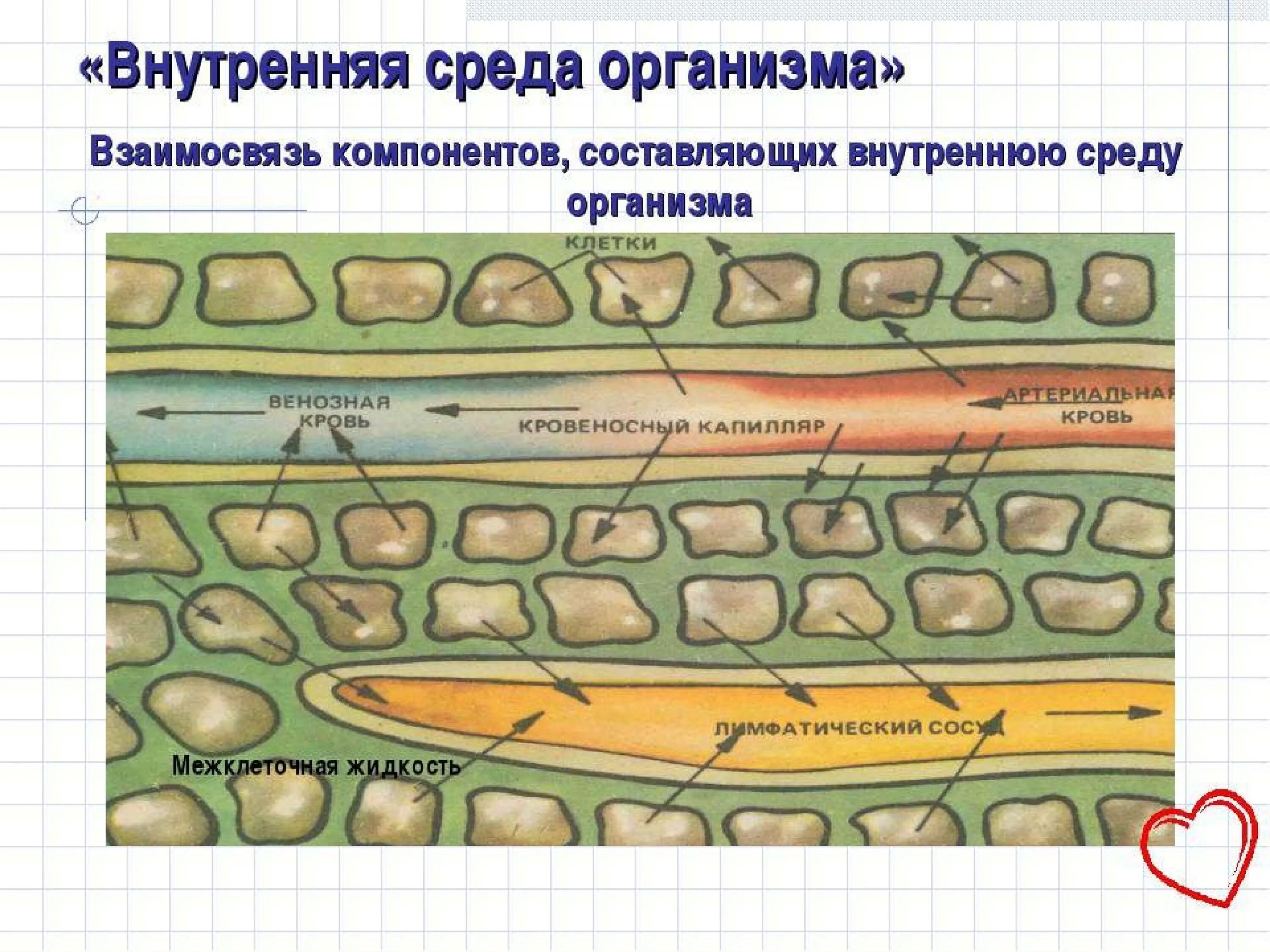 Из чего состоит среда организма. Строение внутренней среды организма человека схема. Внутренняя среда организма схема. Взаимосвязь внутренней среды организма. Взаимосвязь компонентов внутренней среды организма.