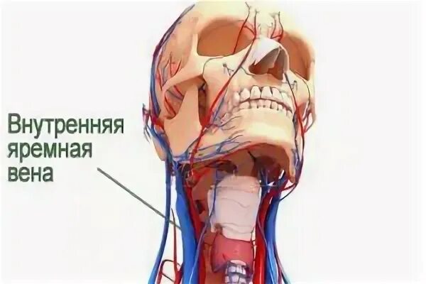 Эктазия вяв что это. Внутренняя яремная вена анатомия. Эктазия вяв что это. Эктазия вяв что это. Внутренняя и наружная яремные вены.