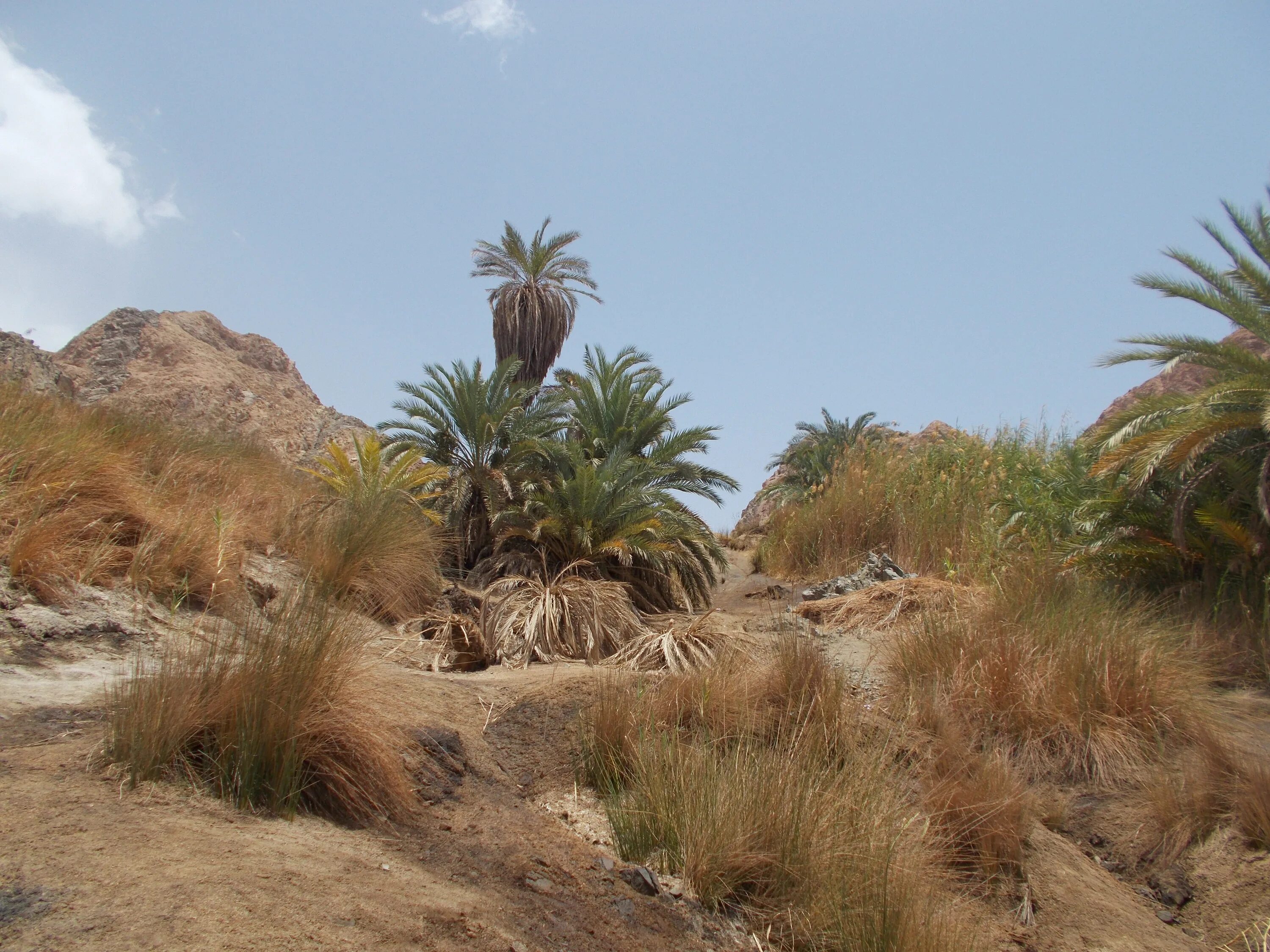 Деревья оазиса. Финиковая Пальма в оазисе. Пустыня растения пустыни Оазис.