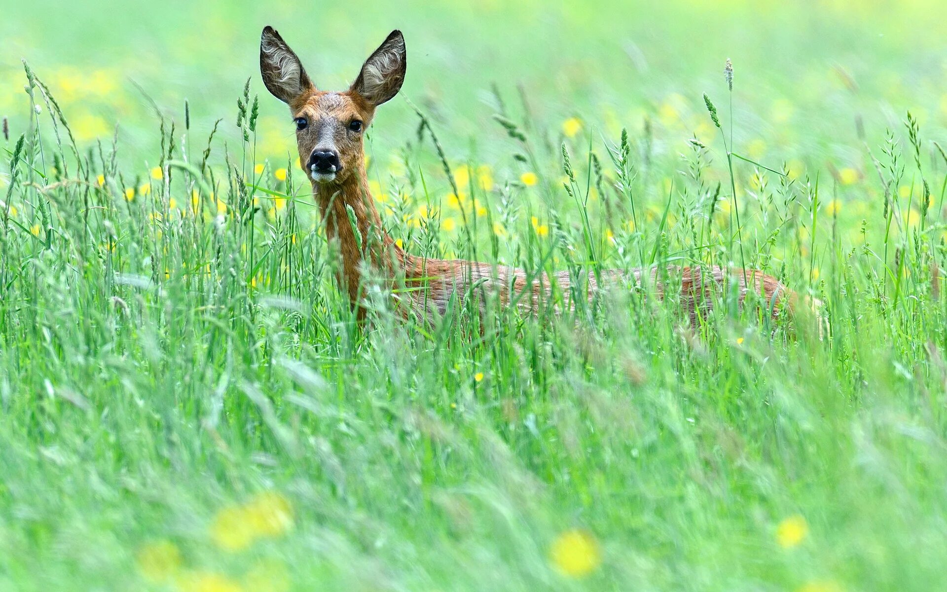 Косуля в поле. Олененок в траве. Олень в поле. Олень в траве. Grass animals