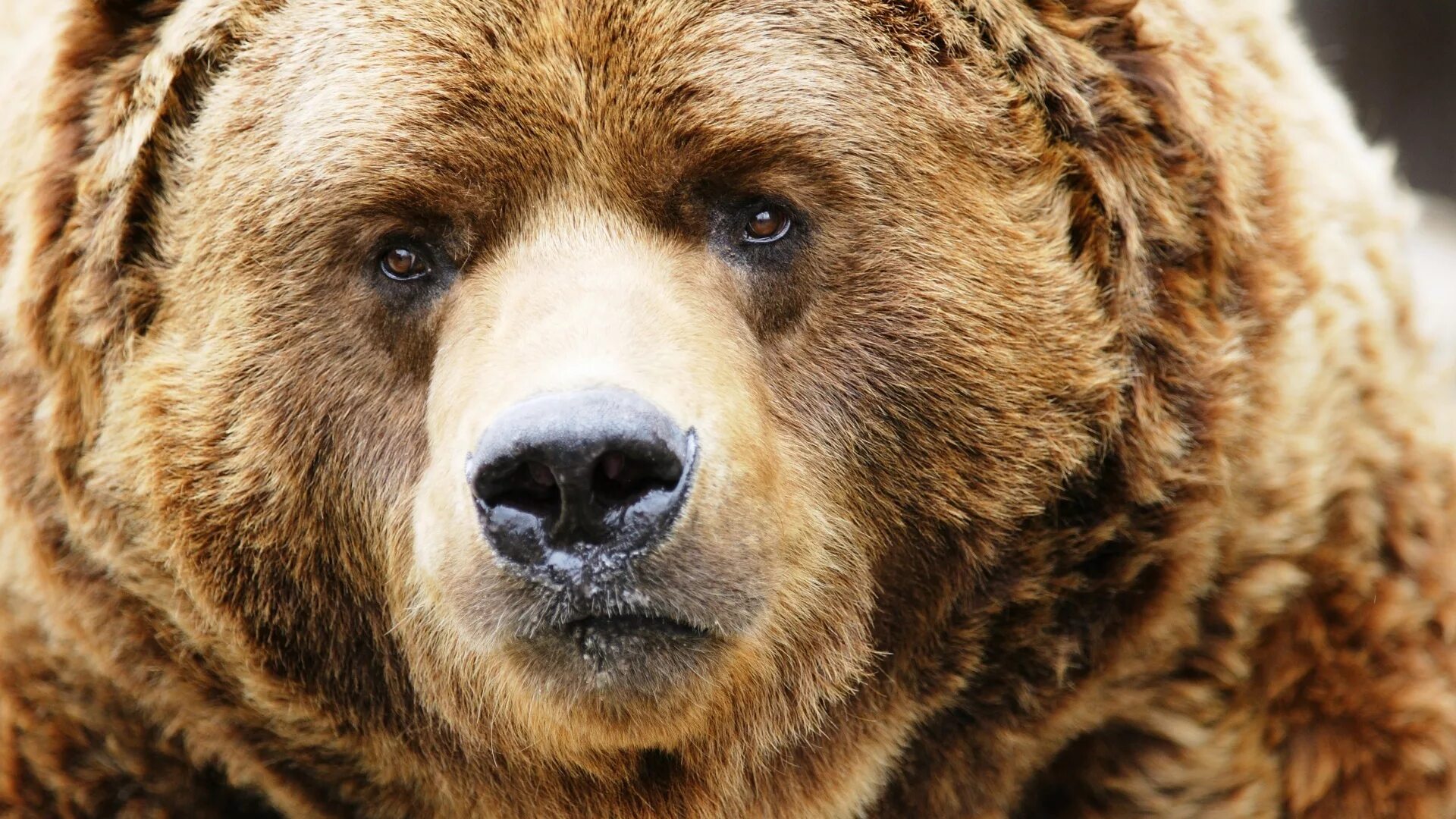 Бурый медведь голова. Грозный медведь Гризли. Гризли Беар. Кадьяк (медведь). Грозный бурый медведь.