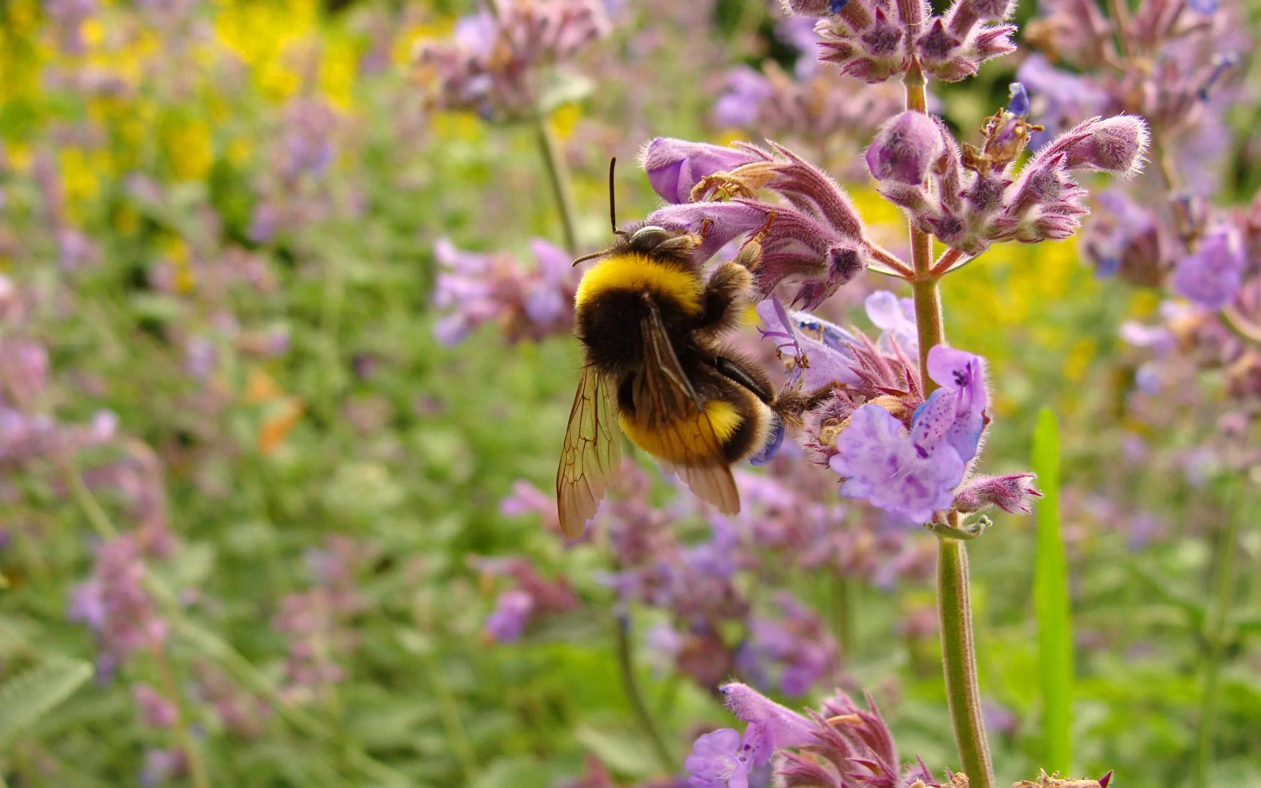 Пчелы и шмели тип взаимоотношений. Чабрец цветы Шмель. Пейзаж с пчелами. Степные цветы с пчелой. Пчела на цветущем дереве.