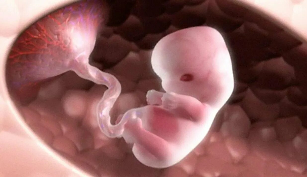 Конец первого триместра. Эмбрион первый триместр. 1 Триместр беременности.