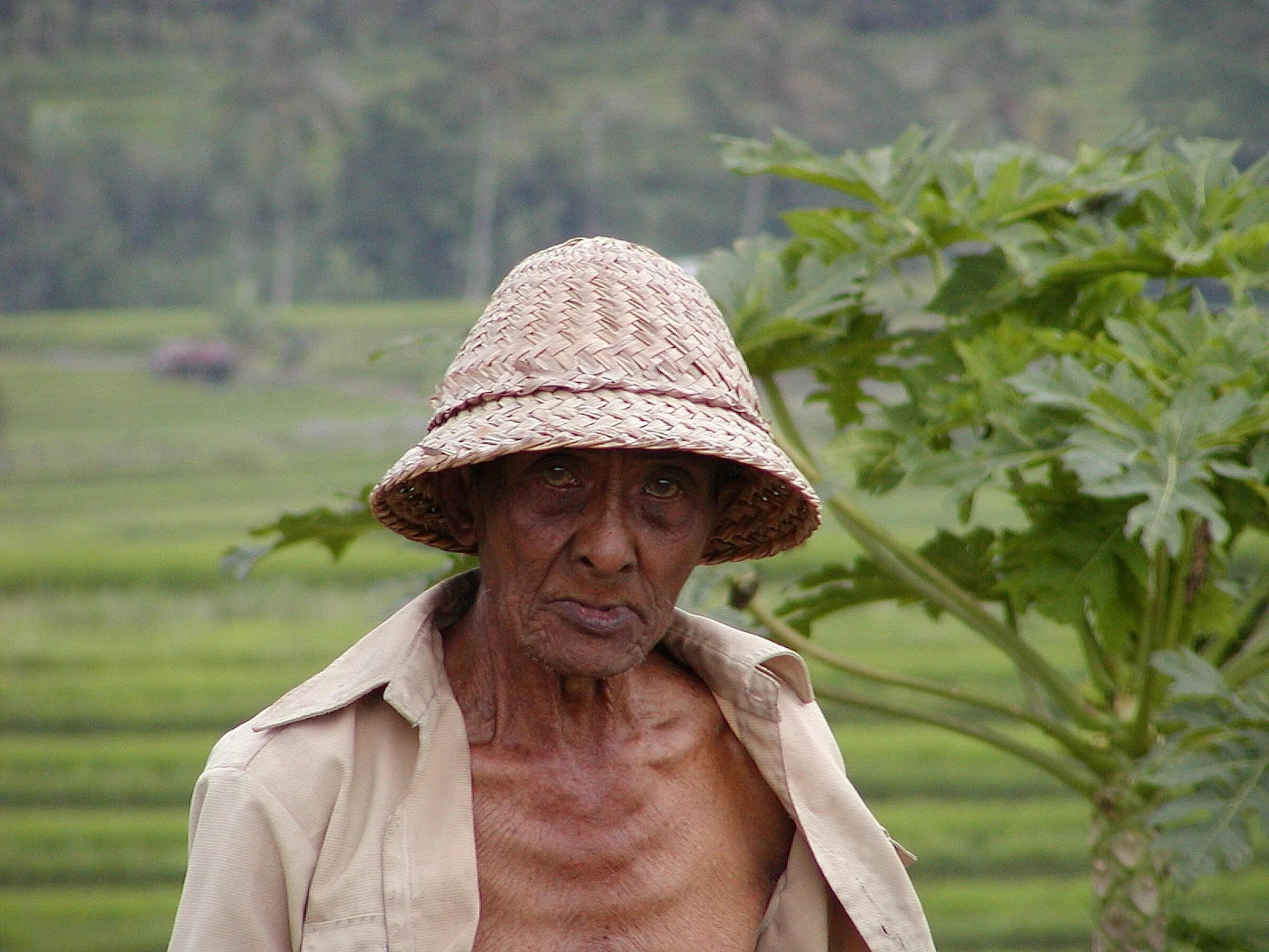 Фермеры беднеют. Старик фермер. Дед Вьетнам. Фото старого человека с травой. Old asia