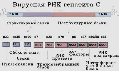 Определение генотипа вируса. Рнк вируса гепатита с. анализ рнк вируса гепатита с. рнк вируса гепатита с количественное. вирус гепатита с кач рнк.
