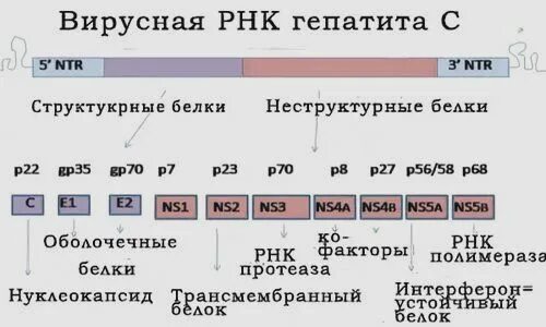 Белки гепатита с. Анализ вирус гепатита количественный РНК. Количественный результат РНК вируса гепатита с. Анализ крови на РНК вируса гепатита с. Анализ на гепатит с РНК.