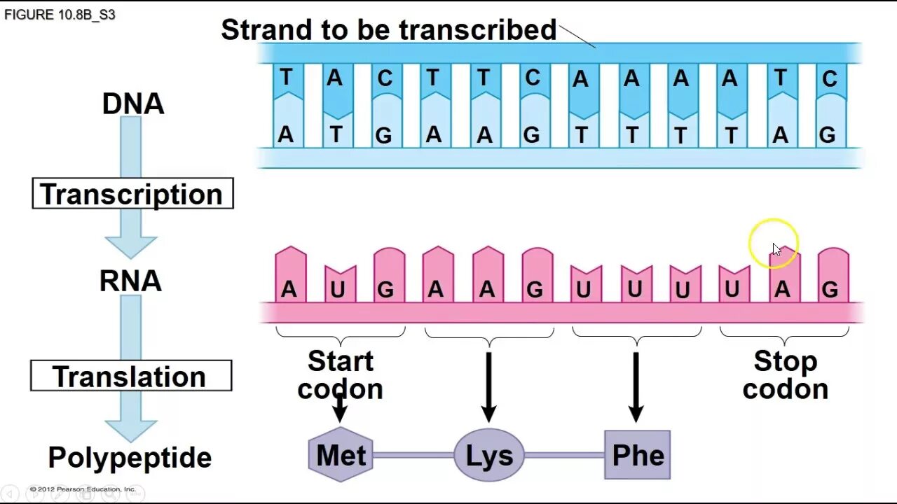 Транскрипция dropping. Dna transcription. dna transcription and translation. транскрипция днк. transcription translation biology.